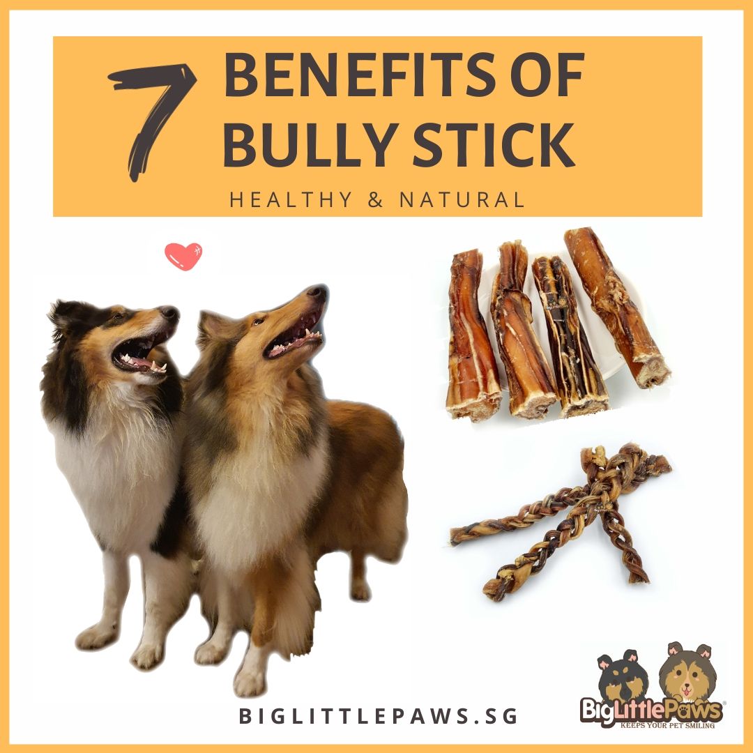 Are Bully Sticks Good For Dogs?